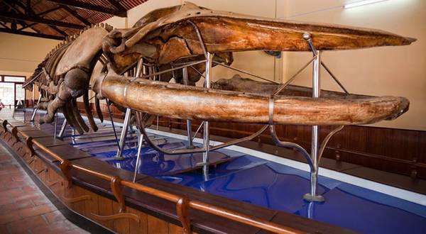 Bộ xương cá voi được trưng bày tại Dinh Vạn Thủy Tú. Ảnh: thuvienbinhthuan
