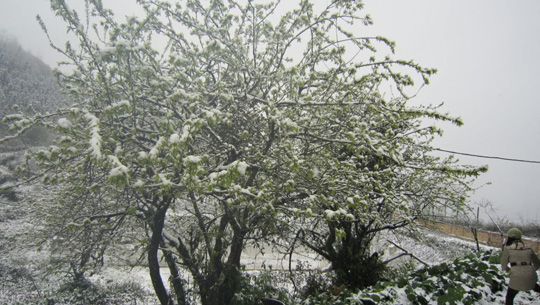 Tuyết rơi ở Sapa