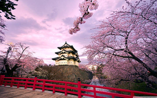 Hoa anh Đào ở Nhật