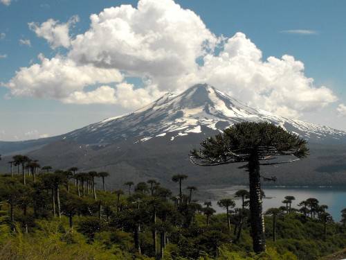 Du lịch Chile - Vườn quốc gia Conguillio - iVIVU.com