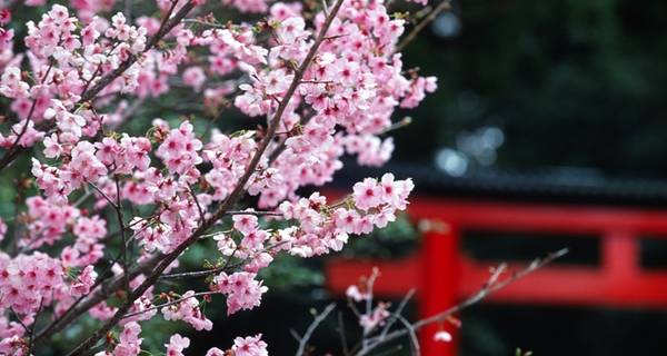 Mùa hoa anh đào ở Nhật Bản