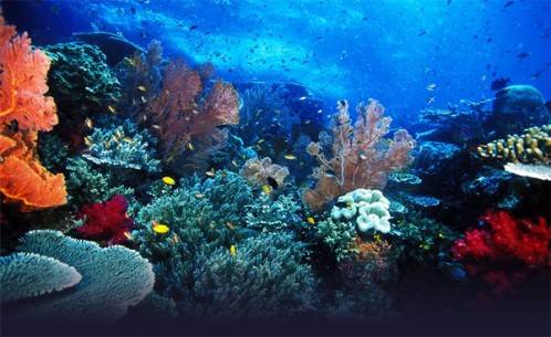 Nhờ hệ sinh vật biển phong phú với hơn 1.300 loài cá rực rỡ màu sắc, hơn 700 loài động vật thân mềm, thảm san hô rộng 180.000 km vuông, Raja Ampat được mệnh danh là Amazon trong lòng đại dương.