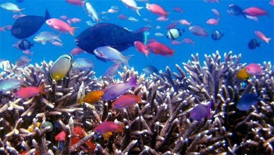 Nếu bạn là người yêu thích khám phá và thám hiểm đời sống sinh vật biển thì không đâu có thể lý tưởng hơn Raja Ampat bởi nơi đây sở hữu một hệ sinh thái dưới nước đa dạng nhất hành tinh.
