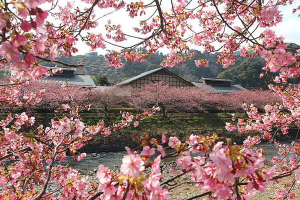 Sắc hoa anh đào nở rộ khắp Nhật Bản - Kawazu - ivivu.com