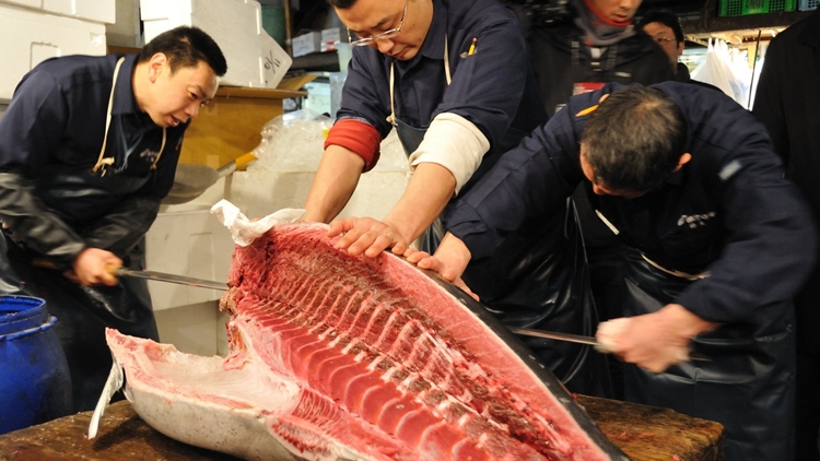Du lịch Tokyo - Nhật Bản - Chợ cá Tsukiji
