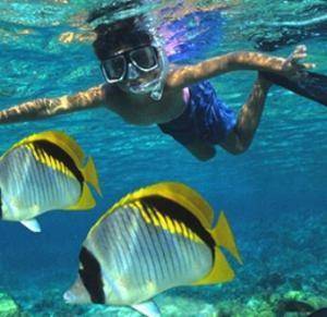 Du lịch Côn Đảo - Lặn ngắm san hô ở Côn Đảo 