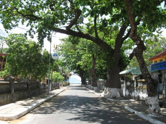 Du lịch Côn Đảo - Những hàng cây bàng râm mát khắp các con đường nhỏ lớn trên đảo 