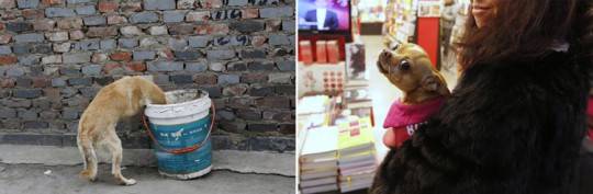 Một chú chó lục thức ăn trong thùng rác. Một phụ nữ khoác áo lông thú bế chú chó cưng trong quầy sách tại sân bay Bắc Kinh.