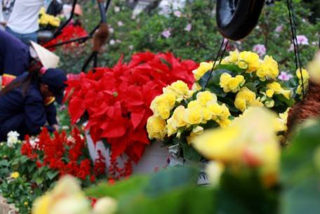Mùa Festival, những loài hoa từ khắp các nông trường trồng hoa trên cao nguyên, cũng như đến từ các đất nước nổi tiếng trồng hoa khác. Những loài hoa ấy, những sắc màu tươi mới đua sắc khoe hương, làm cho lễ hội trở lên rực rỡ bội phần.