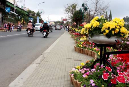 Trong Festival hoa 2013 này, hơn 300.000 chậu hoa đã được Công ty TNHH MTV Dịch vụ Đô thị Đà Lạt trưng bày trên những tuyến đường chính, và hơn 300 mảng hoa trang trí trên các tuyến đường khác. Trước đó, ngày 25/12, hệ thống wifi miễn phí ở khu vực trung tâm thành phố Đà Lạt cũng đã được lắp đặt.