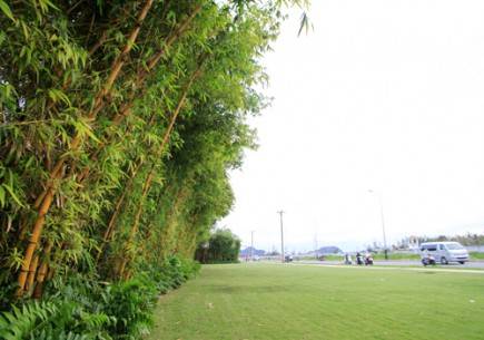 Những dãy tre xanh được trồng tại một số điểm dọc đường Võ Nguyên Giáp.