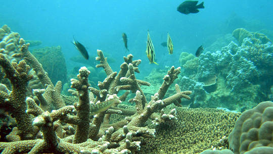 Lặn biển ngắm san hô