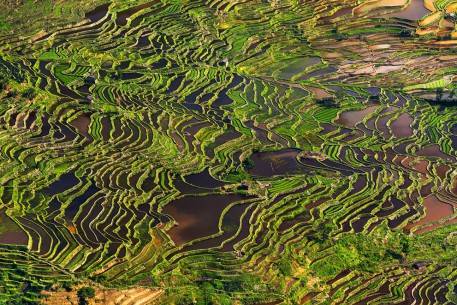 Tên tác phẩm: Rice Field Terrace (Cánh đồng ruộng bậc thanh). Tác giả: Thierry Bornier. Địa điểm: gần Yuanyang, Yunnan, Trung Quốc.
