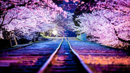 Hoa anh đào đẹp là biểu tượng của sự may mắn và tình yêu tại Nhật Bản. Những bông hoa này được coi là một trong những loại hoa đẹp nhất thế giới. Hãy đón xem những hình ảnh về hoa anh đào để cảm nhận vẻ đẹp tuyệt vời của chúng.