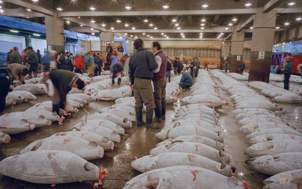 Bán đấu giá cá ngừ tại chợ cá Tsukiji, Nhật Bản