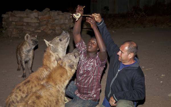 Cho linh cẩu ăn tại Harar, Ethiopia
