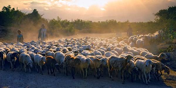 Cừu Ninh Thuận