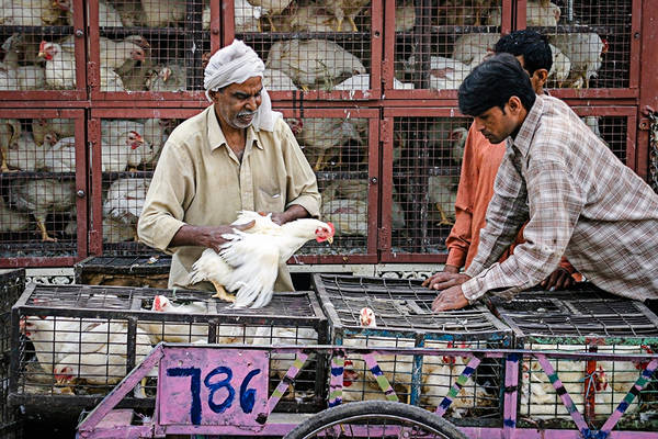 Hoạt động mua bán gà ở Jaipur, Ấn Độ.