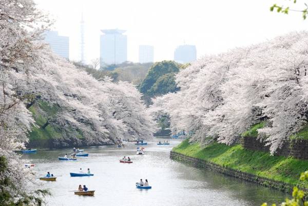 Đi thuyền trên hồ để ngắm hoa anh đào ở Công viên Ueno.