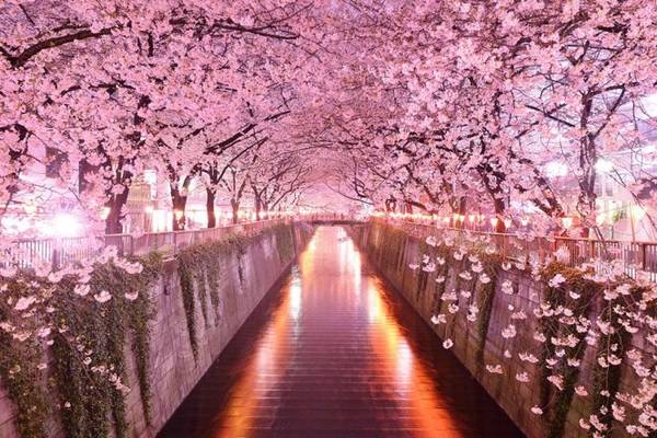 Mùa hoa anh đào bên sông Meguri, Tokyo. 