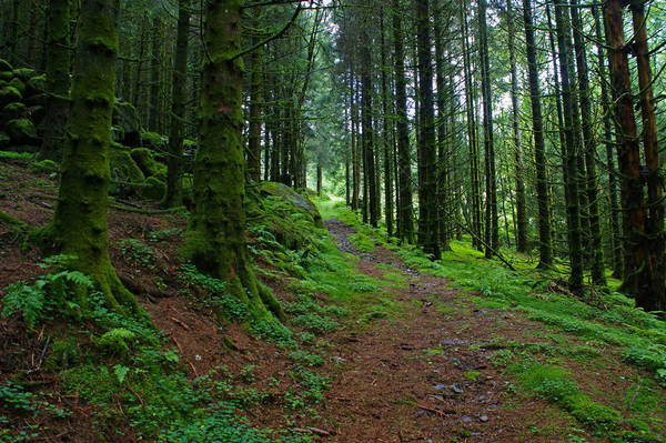 Những khu rừng ở Na Uy sẽ khiến bạn như đang được lạc vào những câu chuyện trong sử thi.