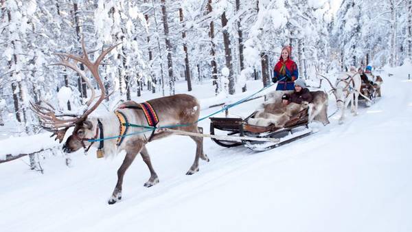 Đến Lapland, bạn sẽ có cơ hội trượt tuyết trên những chiếc xe do những chú chó Bắc Cực hay tuần lộc kéo. 
