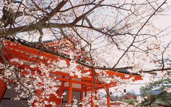 Nằm trên đảo Honshu, cố đô cổ kính Kyoto thu hút du khách bởi cảnh sắc tươi đẹp, hoa anh đào danh tiếng và nhiều đền chùa thanh tịnh.