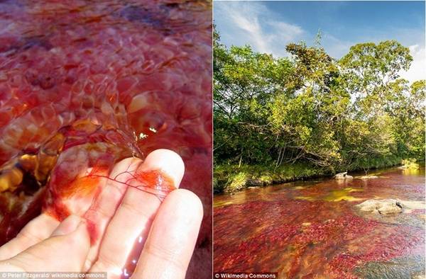 Macarenia Clavigera là một loại thủy sinh có màu đỏ.