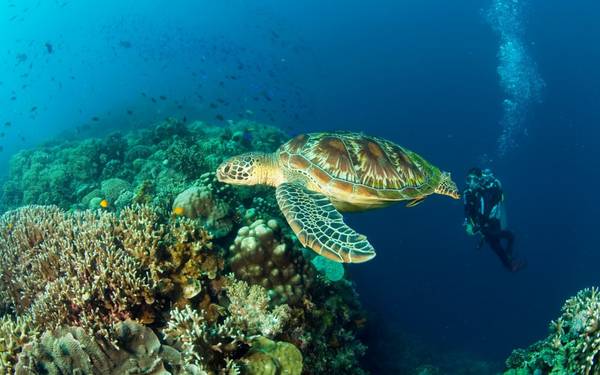 Nằm trên biển Sulu, Palawan của Philippines, công viên nổi tiếng Tubbataha Reef Marine được biết đến là một khu bảo tồn các loài sinh vật biển rất đa dạng.