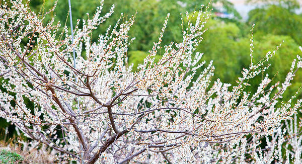 Lễ hội hoa mơ quốc tế Gwangyang ở Gwangyang là lễ hội hoa xuân nổi tiếng từ năm 1997. Ảnh: Visitkorea.