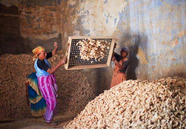 Những nữ công nhân tại nhà máy sản xuất gia vị ở Kerala, Ấn Độ.