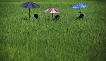 Những người phụ nữ Nepal ẩn mình dưới những chiếc ô che nắng và nhổ cỏ dại từ một ruộng lúa ở Chitwan