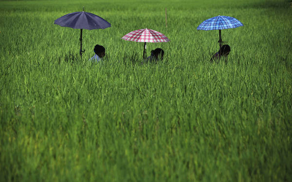 Những người phụ nữ Nepal ẩn mình dưới những chiếc ô che nắng và nhổ cỏ dại từ một ruộng lúa ở Chitwan