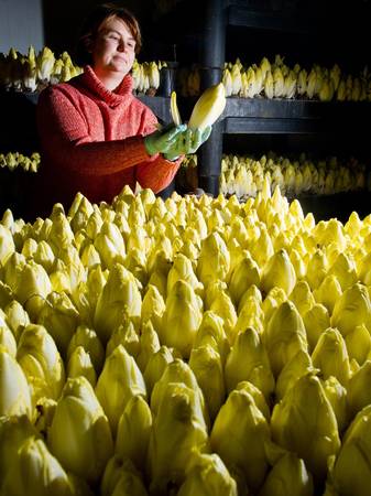 Mandy Diehr, nhân viên của trang trại Landgut Pretschen, đang kiểm tra sự trưởng thành của cây rau diếp xoăn hôm 02/01/2014 tại Pretschen, miền đông nước Đức.