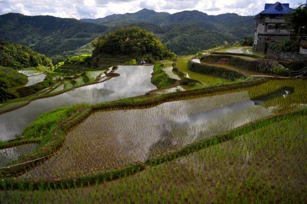 Philippines là nước sản xuất gạo lớn thứ 8 trên thế giới.