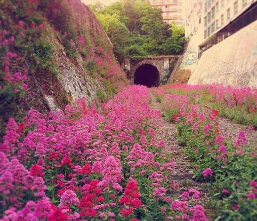 Một đoạn đường sắt bị bỏ hoang ở Pháp từ năm 1934, nay hoa đã mọc rợp kín.
