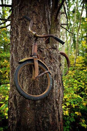 Một chàng trai xích chiếc xe đạp của mình lên thân cây trước khi ra chiến tranh vào năm 1914, và đến cuối cùng, anh ấy không bao giờ trở lại nữa.