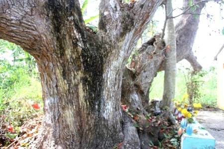 Cây lộc vừng 300 năm tuổi ở Hậu Giang. - Ảnh: Minh Giang