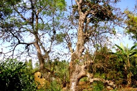 Cây lộc vừng 300 năm tuổi ở Hậu Giang. - Ảnh: Minh Giang