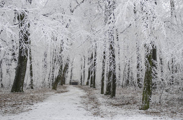  Những hàng cây phủ đầy tuyết trong Công viên Normafa của Budapest vào mùa đông.