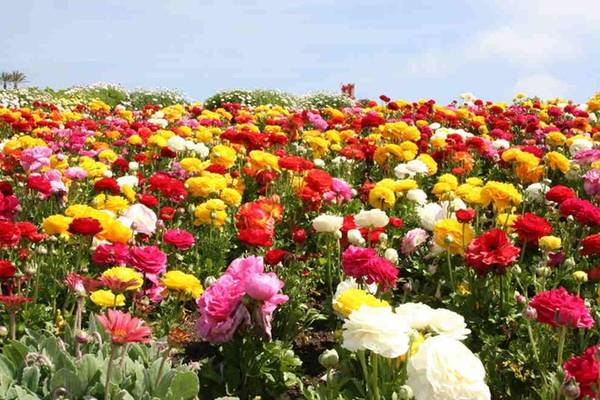 Cánh đồng hoa: Cùng phiêu du đến với cánh đồng hoa tuyệt đẹp ở vùng quê xinh đẹp của chúng tôi. Tận hưởng không gian yên bình và cảm nhận sự trong trẻo của thiên nhiên với hàng trăm nghìn bông hoa đầy màu sắc rực rỡ.