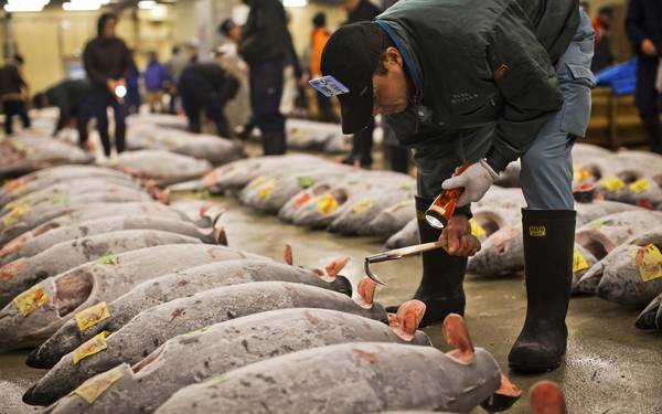 Chợ cá Tsukiji - địa chỉ ẩm thực cho người 'sành ăn' ở Tokyo