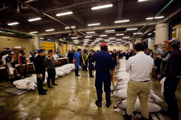 Một phiên đấu giá cá ngừ tại chợ Tsukiji. Ảnh: Flickr
