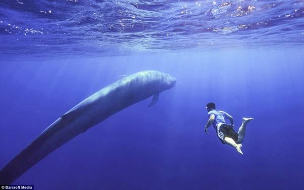 Phát hiện mới thú vị về cá voi: Từng sống trên cạn, ăn thịt và đi bằng 4  chân | VTV.VN