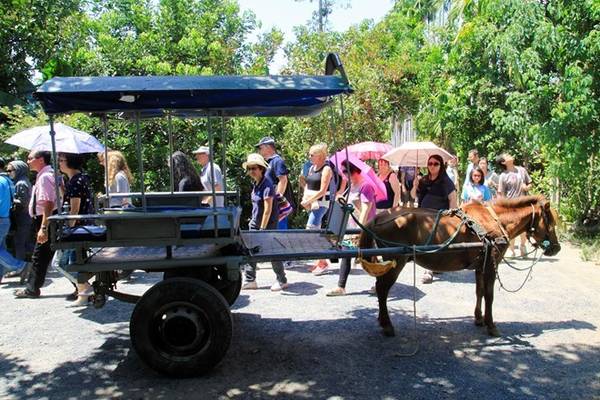 Du lịch Nha Trang khám phá ngoại thành bằng xe ngựa