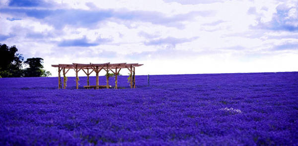 Cánh đồng hoa oải hương tím ngắt trải dài tới chân trời tại Provence - Ảnh: Purewow