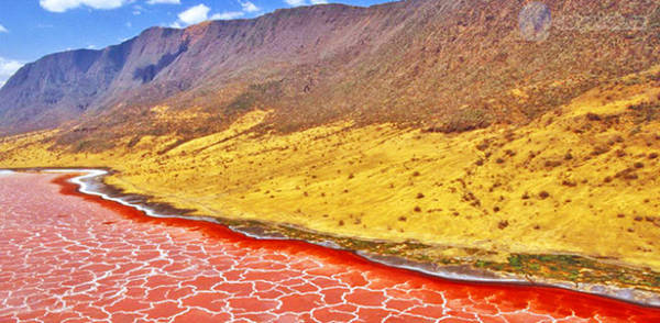 Từng mảng sinh vật tảo tạo nên màu đỏ tươi hung dữ trên hồ nước Natron, Tanzania - Ảnh: Purewow