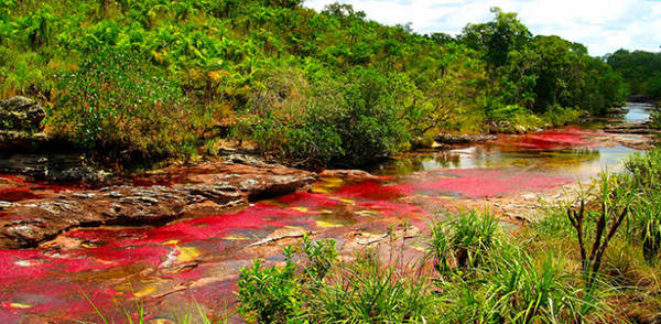 Dòng sông ngũ sắc Cano Cristales tại Colombia - một tạo tác của thiên nhiên - Ảnh: Purewow