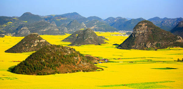Cánh đồng hoa cải vàng ươm báo hiệu mùa xuân về ở Luoping, Trung Quốc - Ảnh: Purewow