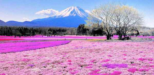Với màu sắc ấm cúng, đồi hoa shibazakura làm bớt đi phần nào cái lạnh lẽo của tuyết trắng ở Nhật Bản - Ảnh: Purewow